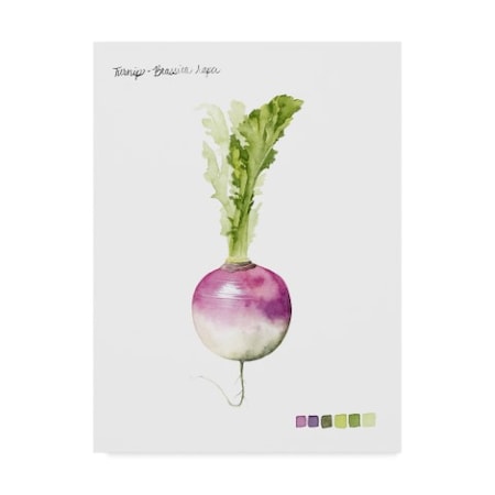 Grace Popp 'Root Vegetable Vi' Canvas Art,35x47